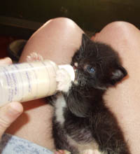 Cupcake the Boating Kitten